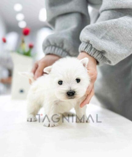 Westie puppy for sale, dog for sale at Tagnimal