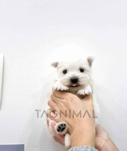 Westie puppy for sale, dog for sale at Tagnimal