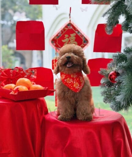 Cute brown poodle with Chinese New Year decorations, red scarf, and festive ornaments.