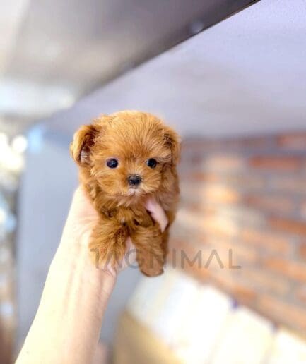 Tiny brown teacup puppy held gently in hand with soft fur and adorable expression.