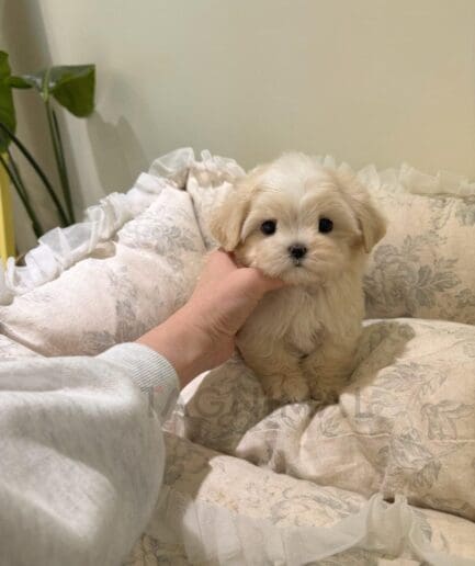 Adorable fluffy Maltese puppy sitting on a soft floral cushion with gentle hand support.