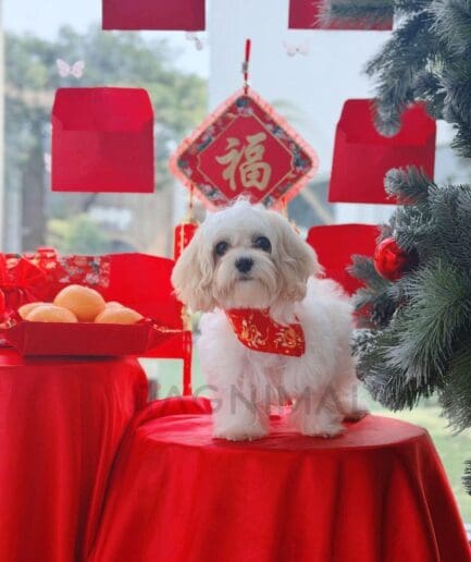 Adorable Maltese dog celebrating Chinese Lunar New Year with red decorations and festive oranges.