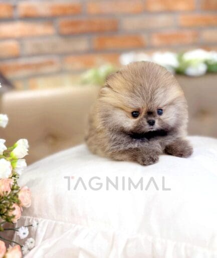 Fluffy Pomeranian puppy resting on a white cushion with soft pastel flowers.