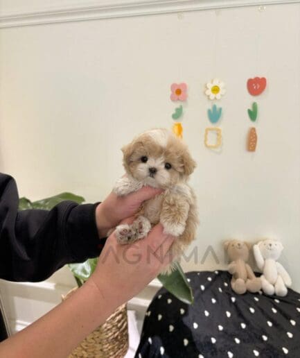 Person holding cute fluffy beige and white puppy indoors with cozy decor and teddy bears.