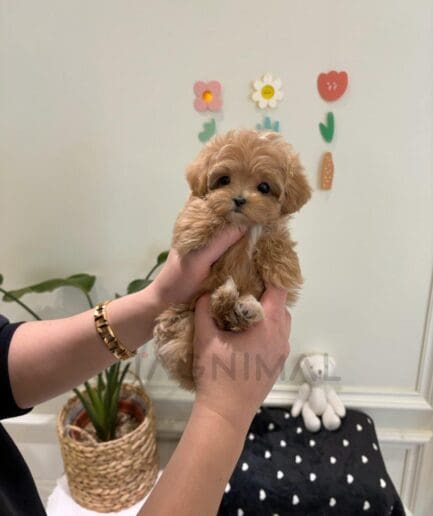 Adorable fluffy brown puppy held gently in hands with cute decor in the background.