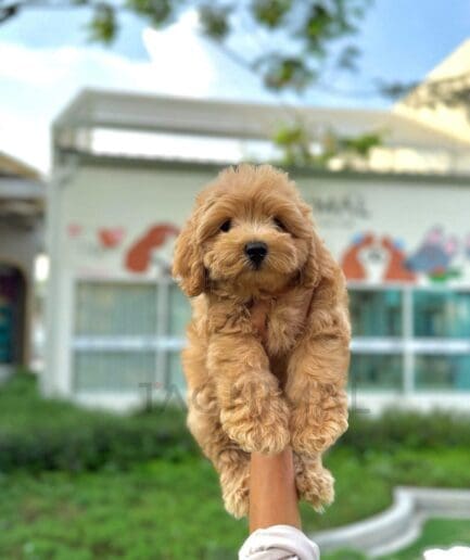 Adorable golden puppy held up outdoors on a sunny day at a pet care center.