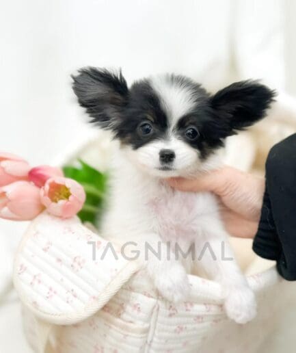 Adorable white and black puppy resting in a cozy floral basket with pink tulips.