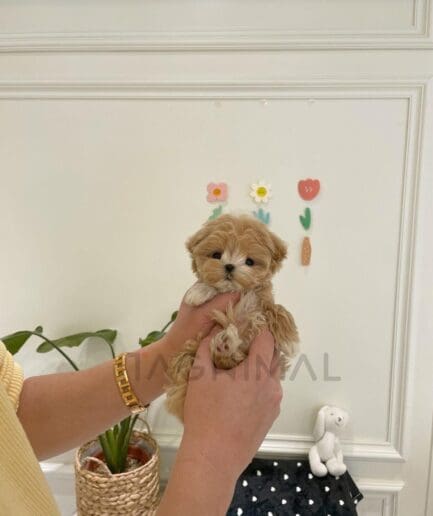 Adorable fluffy caramel puppy held gently in loving hands indoors.