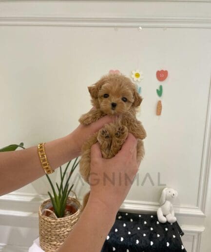 Tiny fluffy light brown puppy held gently in hands indoors.