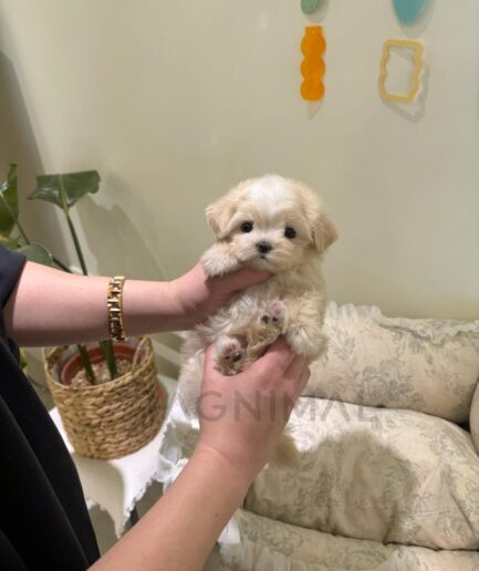 Adorable cream-colored puppy being gently held in loving hands indoors.