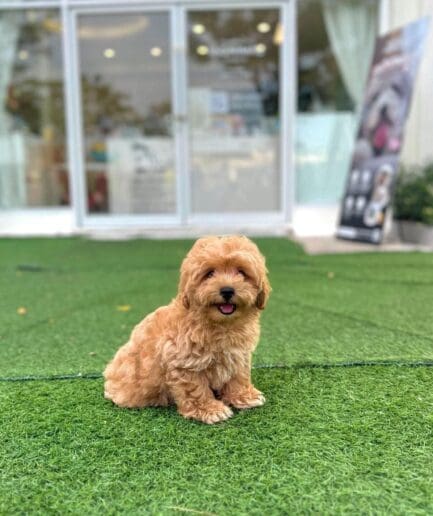 Adorable fluffy puppy sitting on green artificial grass outside a modern pet-friendly café.
