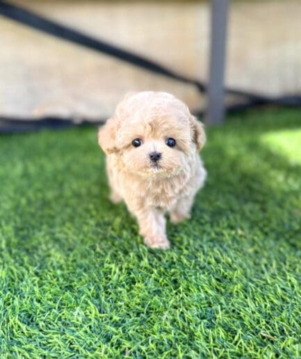 Adorable fluffy tan puppy standing on green grass outdoors on a sunny day.