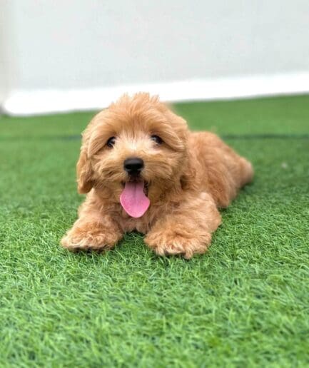 Adorable golden puppy lying on green grass, cute fluffy dog enjoying outdoor playtime.