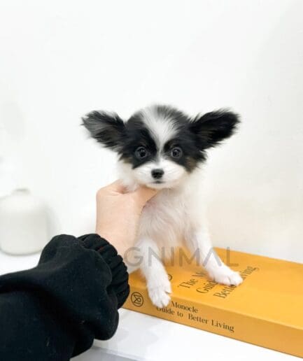 Fluffy black and white puppy sitting on yellow book held by person’s hand.