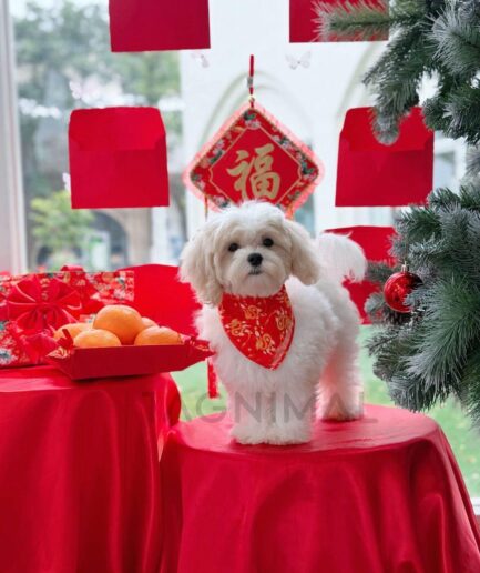 Fluffy white dog in red bandana celebrating Chinese Lunar New Year with festive decorations.