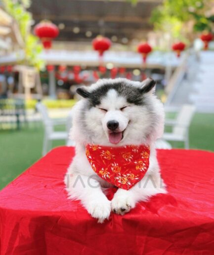 Smiling fluffy husky wearing red bandana celebrating Lunar New Year with festive lanterns.