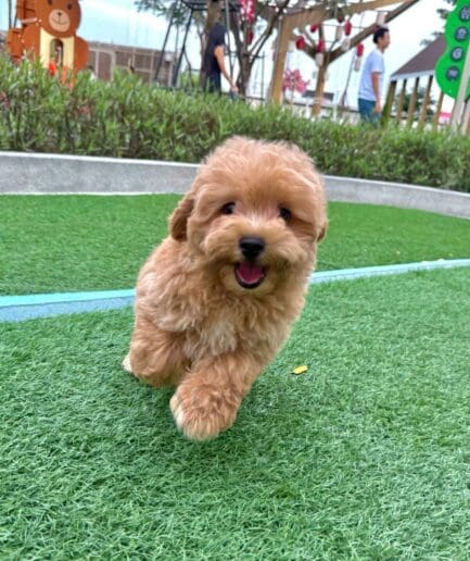Cute brown puppy running happily on green artificial turf at a sunny outdoor park.