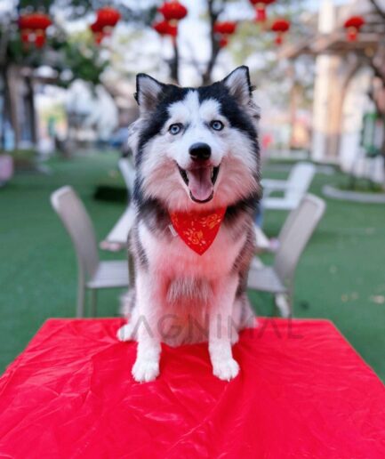 Siberian Husky with red bandana celebrating Lunar New Year outdoors.