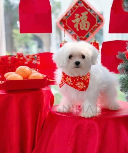 Cute white Maltese dog in red Chinese New Year decorations with oranges and lucky symbols.
