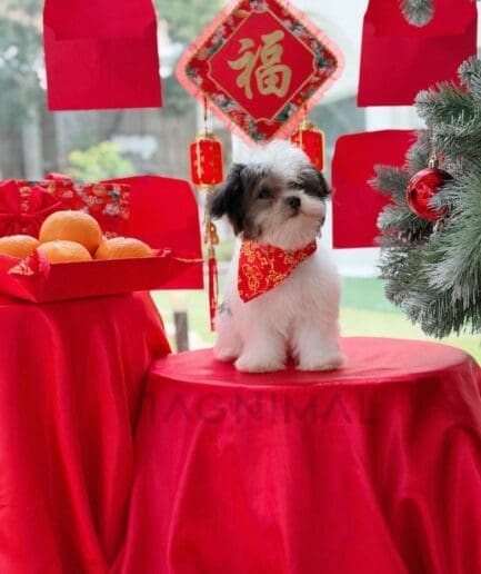 Cute dog with red bandana celebrating Chinese New Year with festive decorations and oranges.