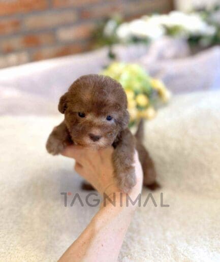 Bedlington puppy for sale, dog for sale at Tagnimal