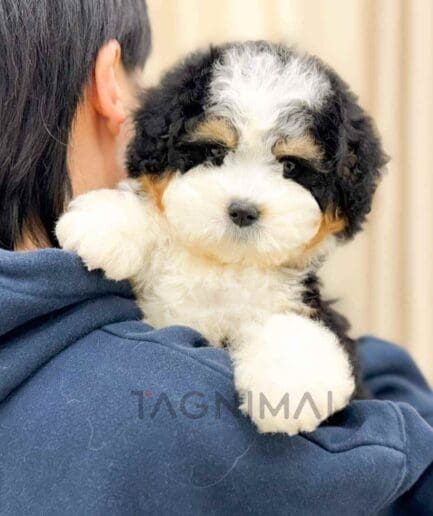Bernedoodle puppy for sale, dog for sale at Tagnimal