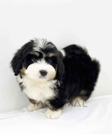 Bernedoodle puppy for sale, dog for sale at Tagnimal