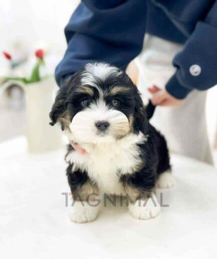 Bernedoodle puppy for sale, dog for sale at Tagnimal