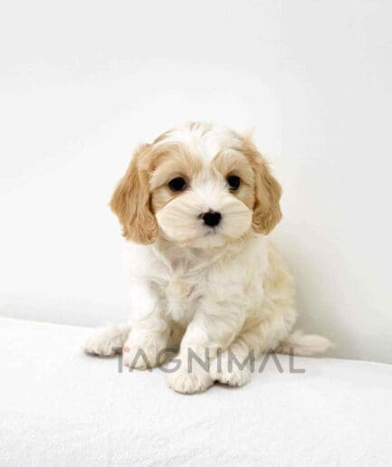Cavapoo puppy for sale, dog for sale at Tagnimal
