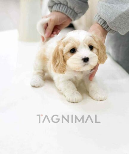 Cavapoo puppy for sale, dog for sale at Tagnimal