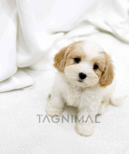 Cavapoo puppy for sale, dog for sale at Tagnimal