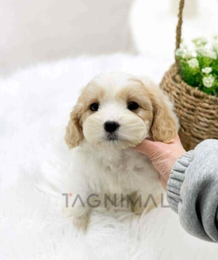Cavapoo puppy for sale, dog for sale at Tagnimal