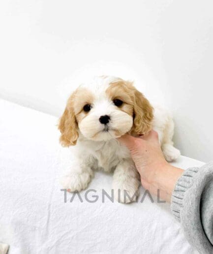 Cavapoo puppy for sale, dog for sale at Tagnimal