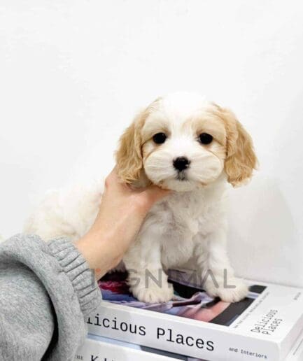 Cavapoo puppy for sale, dog for sale at Tagnimal