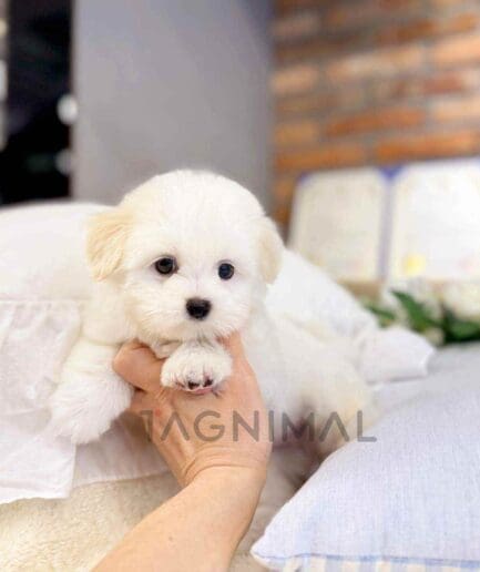 Coton de Tuear puppy for sale, dog for sale at Tagnimal