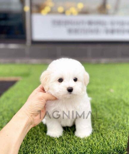 Coton de Tuear puppy for sale, dog for sale at Tagnimal