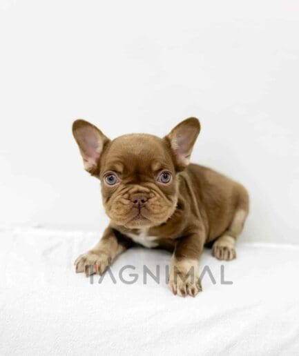 French Bulldog puppy for sale, dog for sale at Tagnimal