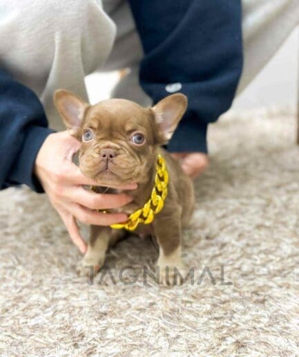 French Bulldog puppy for sale, dog for sale at Tagnimal
