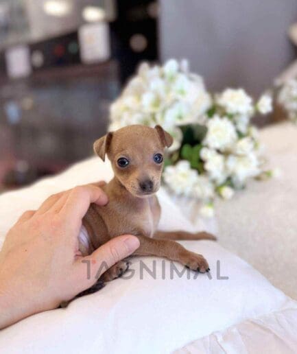 ขายลูกสุนัขอิตาเลียน เกรย์ฮาวด์ ซื้อสุนัข ซื้อหมา ได้ที่ Tagnimal