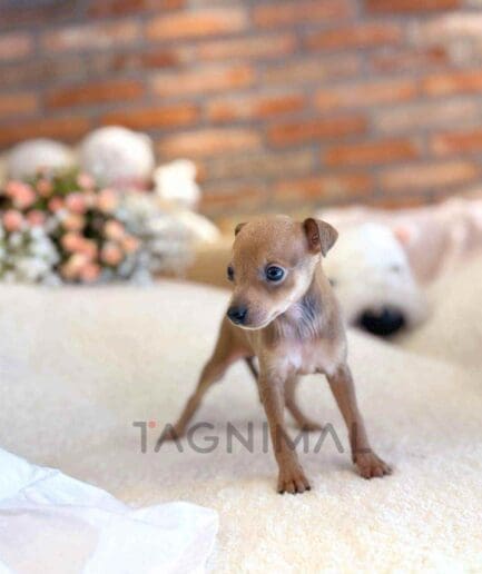 ขายลูกสุนัขอิตาเลียน เกรย์ฮาวด์ ซื้อสุนัข ซื้อหมา ได้ที่ Tagnimal