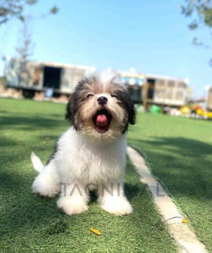 Malchi puppy for sale, dog for sale at Tagnimal