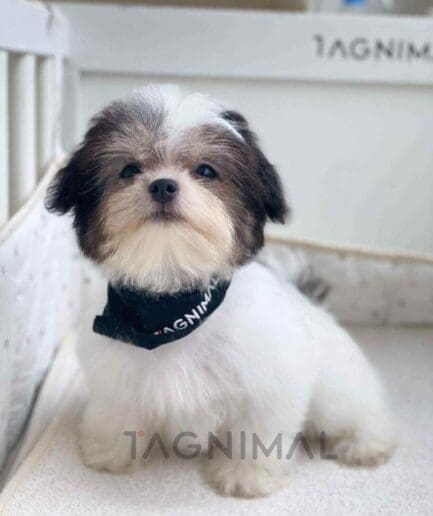 Malchi puppy for sale, dog for sale at Tagnimal