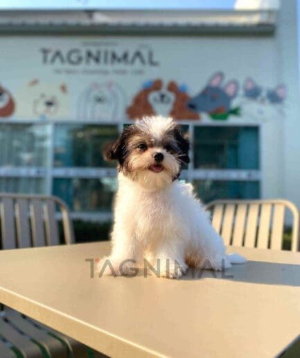Malchi puppy for sale, dog for sale at Tagnimal