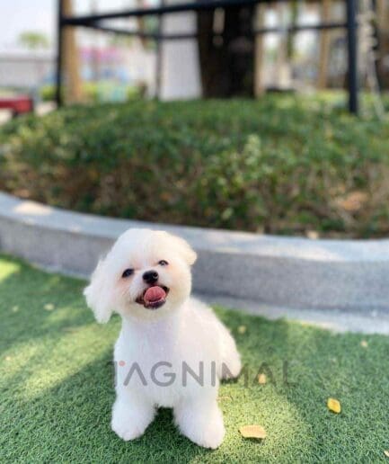 Malchi puppy for sale, dog for sale at Tagnimal