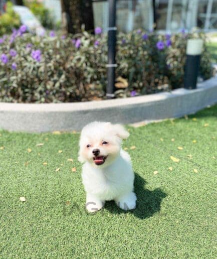 Malchi puppy for sale, dog for sale at Tagnimal