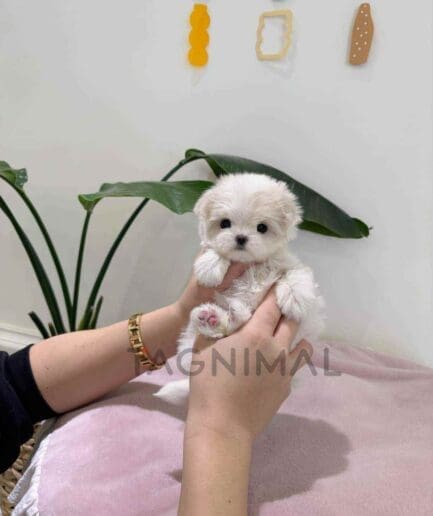 Maltese puppy for sale, dog for sale at Tagnimal