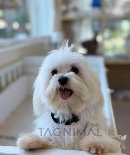 Maltese puppy for sale, dog for sale at Tagnimal