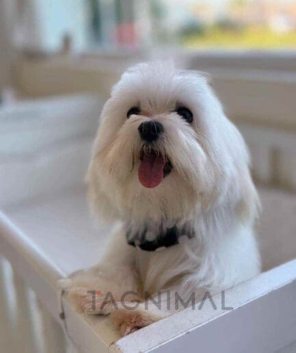 Maltese puppy for sale, dog for sale at Tagnimal