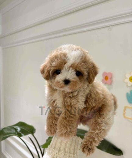Maltipoo puppy for sale, dog for sale at Tagnimal