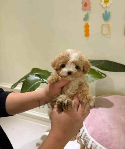 Maltipoo puppy for sale, dog for sale at Tagnimal